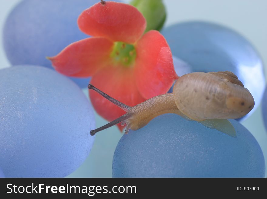 Snail moving towards flower. Snail moving towards flower