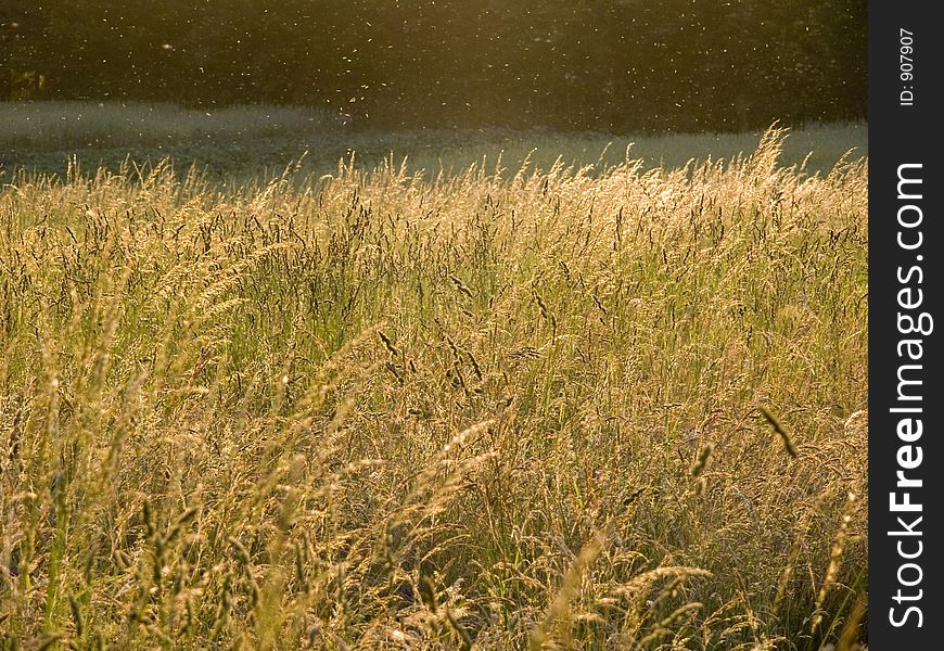 Flies and mosquitoes whirring above a summer meadow in the sunlight