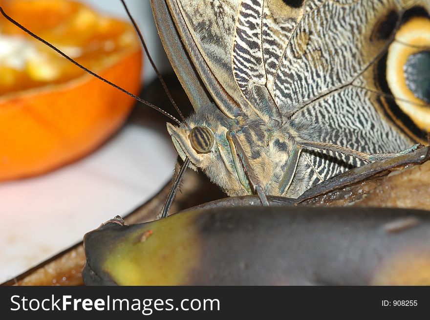 Beautiful butterfly feeding on rotting food. Beautiful butterfly feeding on rotting food