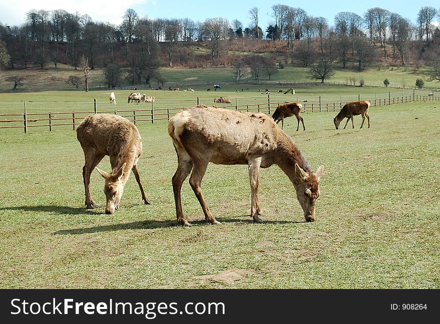 Red deer grazing in a field