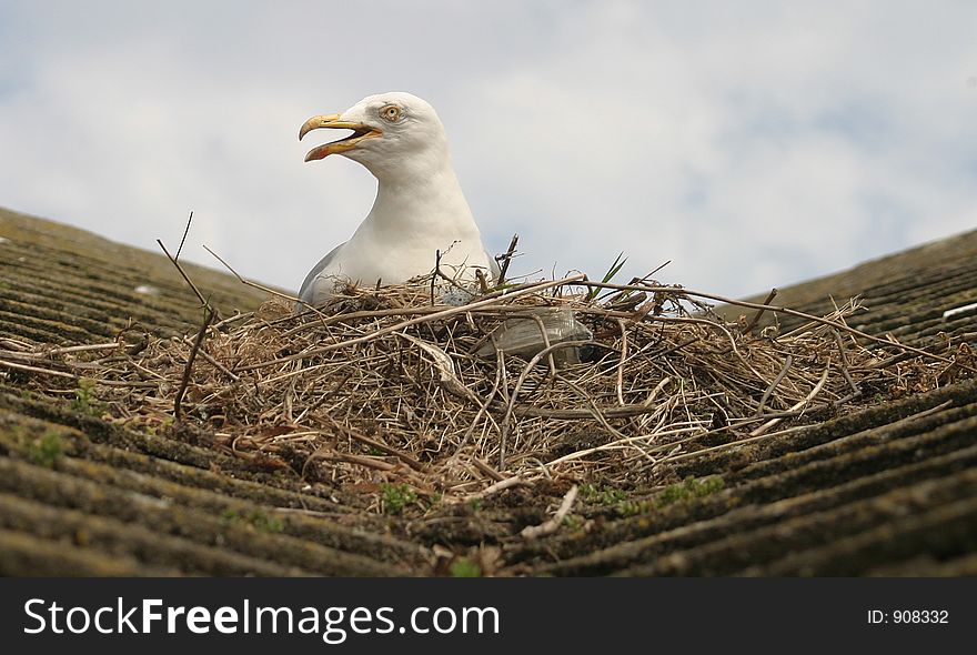Seagull sat on nest. House roof UK. Seagull sat on nest. House roof UK.