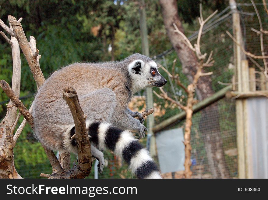 The Lemur
