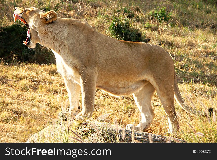 Lioness with extremely wide yawn - looks like shouting. Lioness with extremely wide yawn - looks like shouting