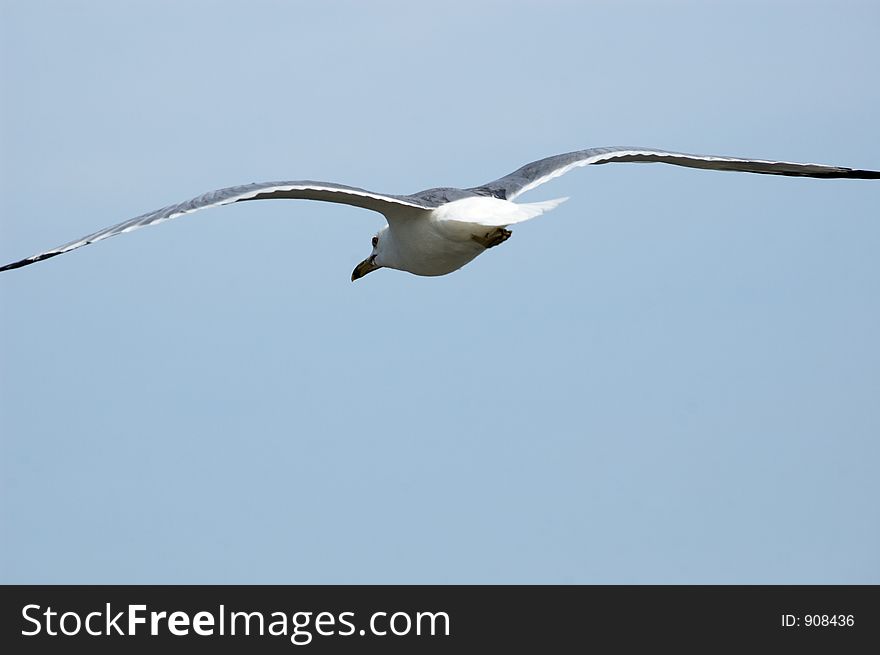 Flying sea gull