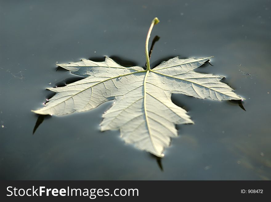 Floating leaf on water. Floating leaf on water