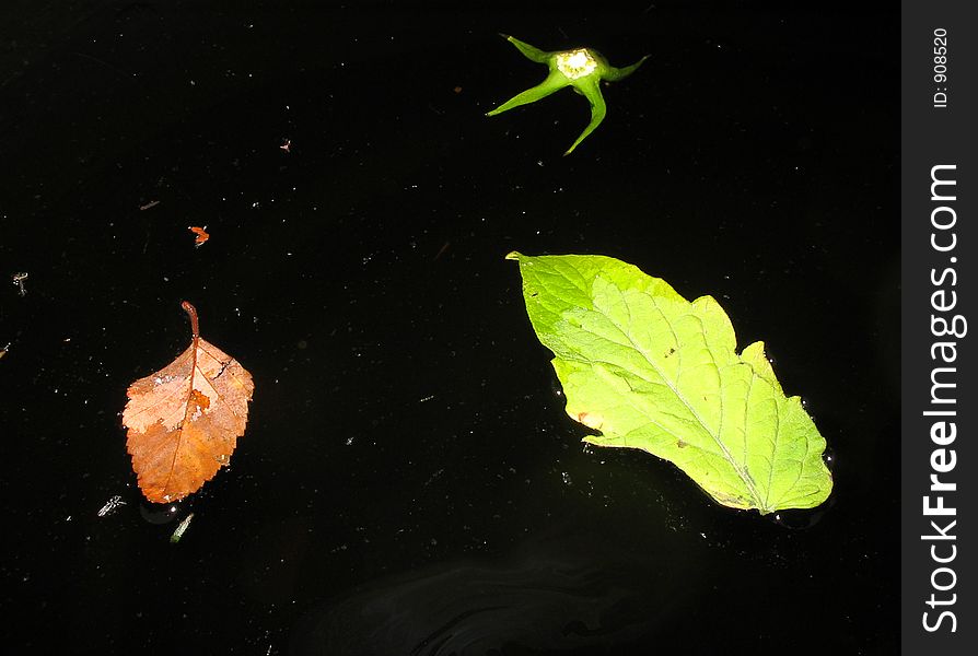 Rain Water Barrel with leaves floating. Rain Water Barrel with leaves floating