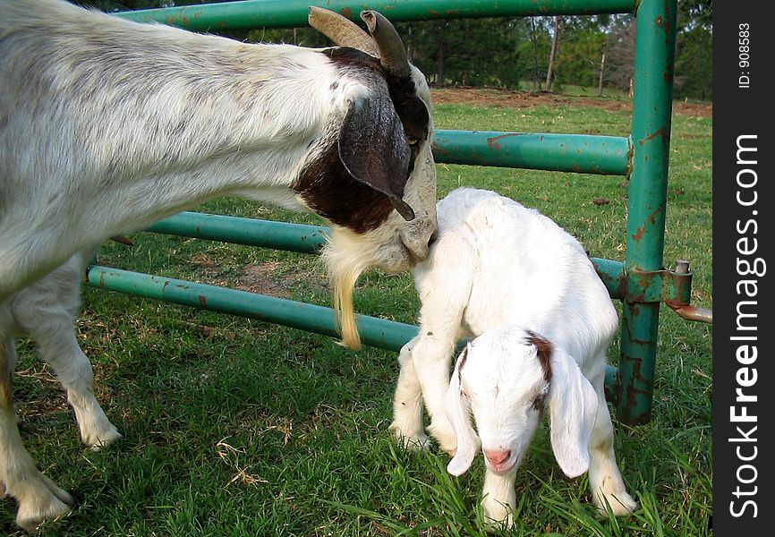 Mother Goat and Her newborn Kid. Mother Goat and Her newborn Kid