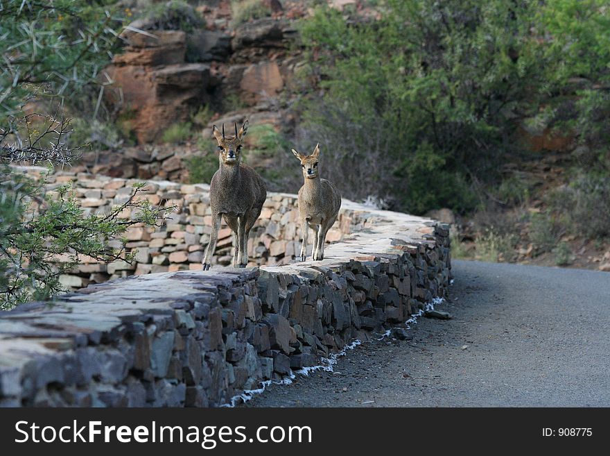 Two Klipspringer antelope on a mountain pass wall