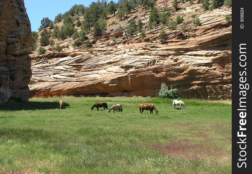 Horses In Green Pasture, Utah