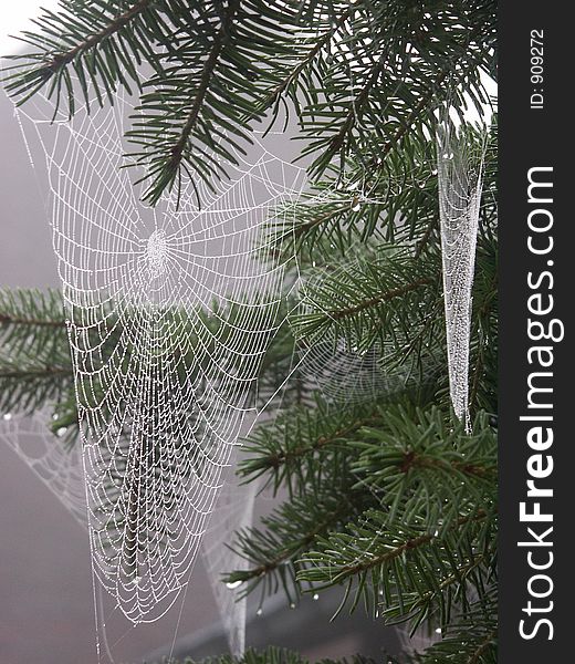 Moist spiderwebs in tree