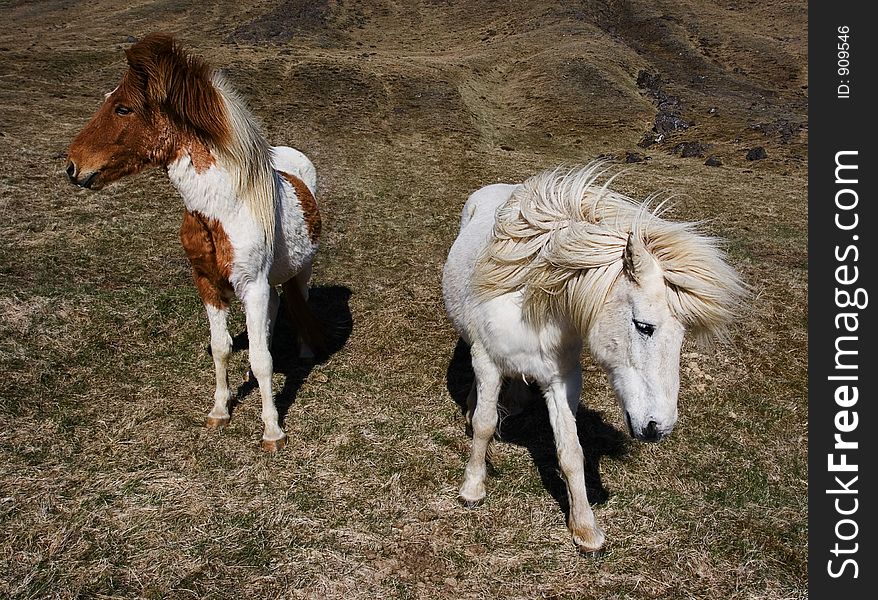 Two icelandi horses