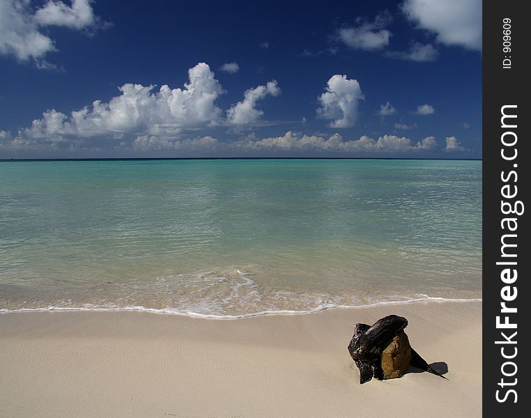 A root at a beautiful caribbean beach. A root at a beautiful caribbean beach