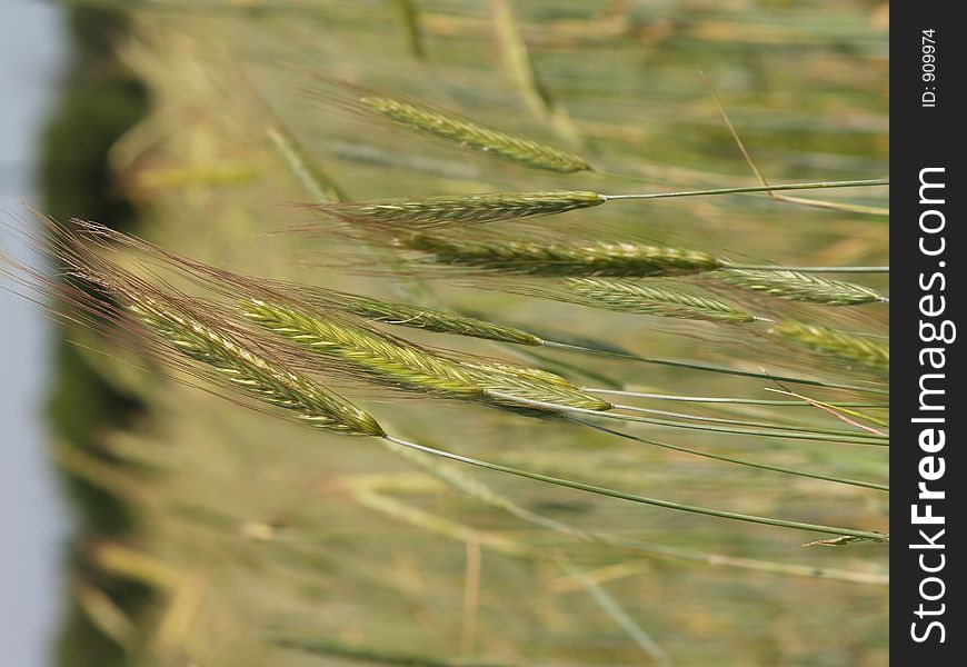 Wheat grass in a grassy field