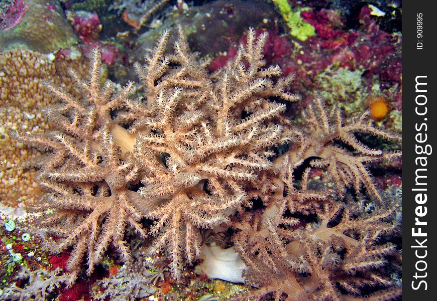 Soft Coral