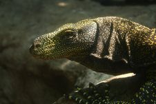 Varanus Royalty Free Stock Image Varanus Royalty Free Stock Image