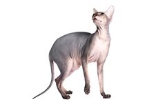 Sphinx Cat Royalty Free Stock Photography