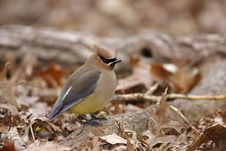 Cedar Waxwing (Bombycilla Cedorum Cedorum) Stock Images Cedar Waxwing (Bombycilla Cedorum Cedorum) Stock Images
