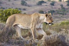 Lioness On The Hill Royalty Free Stock Photos Lioness On The Hill Royalty Free Stock Photos