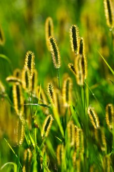 Backlit Blooming Grass Stock Photos