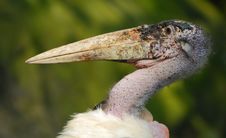 Marabou Stork Stock Photos