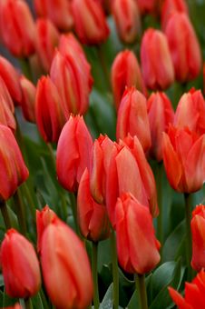 Orange Bunch Of Tulips Stock Photos