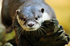 Oriental Small-clawed Otter Royalty Free Stock Photography Oriental Small-clawed Otter Royalty Free Stock Photography