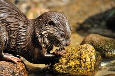 Oriental Small-clawed Otter Royalty Free Stock Photo Oriental Small-clawed Otter Royalty Free Stock Photo