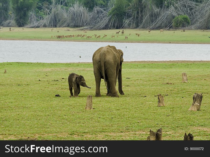 Calf playing with the mother elephant. Calf playing with the mother elephant