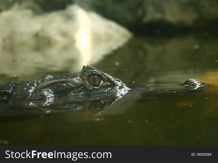 A closeup of a crocodile's head and eye