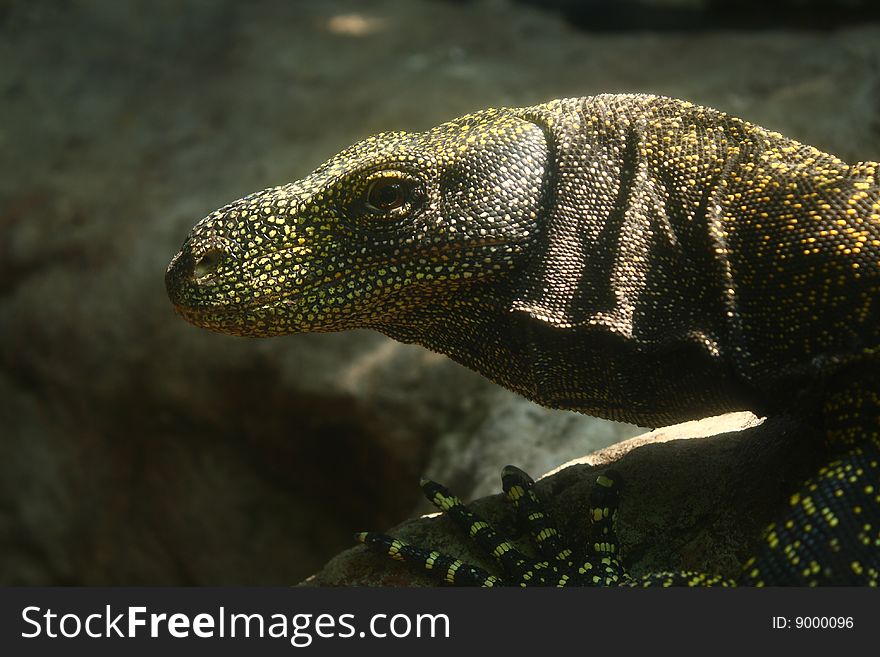 Close up of a varanus in profile