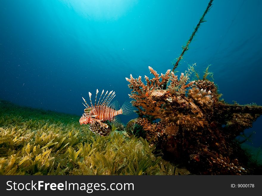 Coral, ocean and lionfish taken in the red sea.