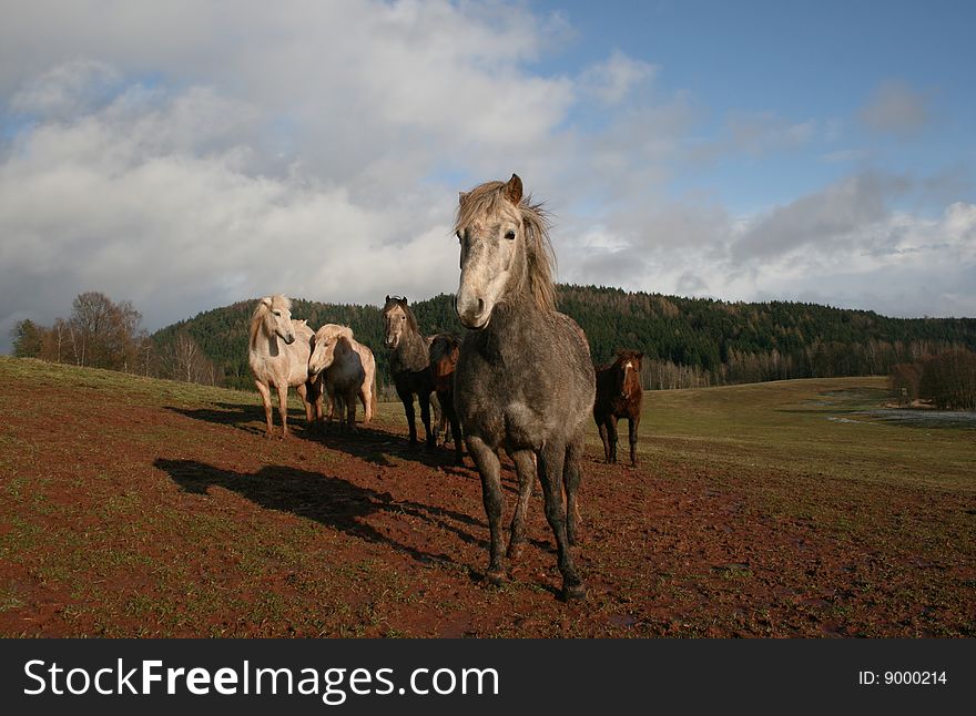 Many horses on spring pasture. Many horses on spring pasture