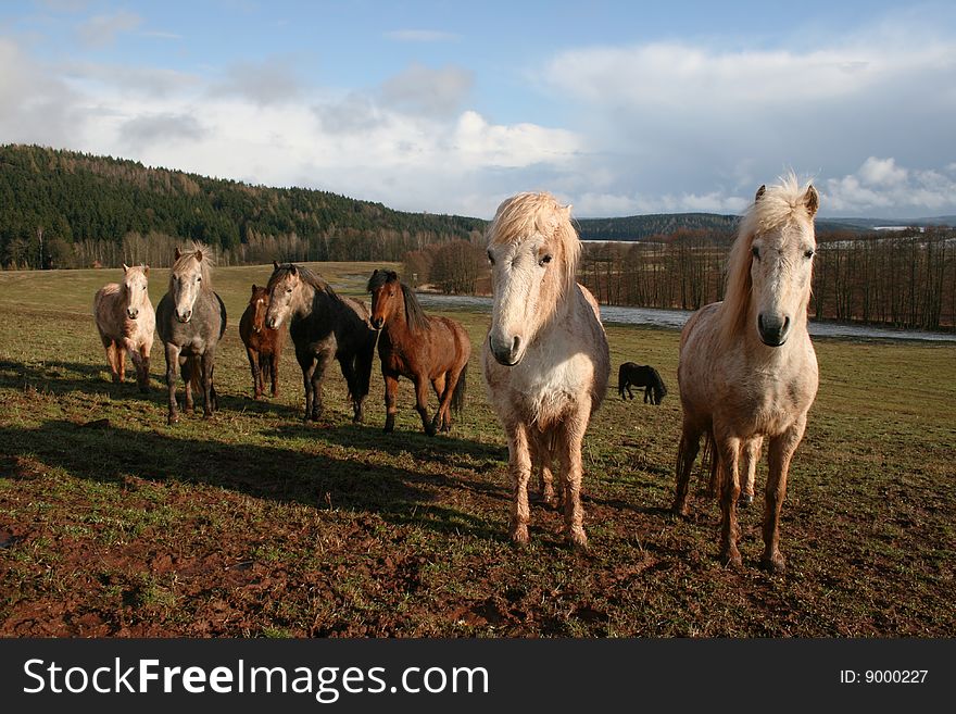 Many horses on spring pasture