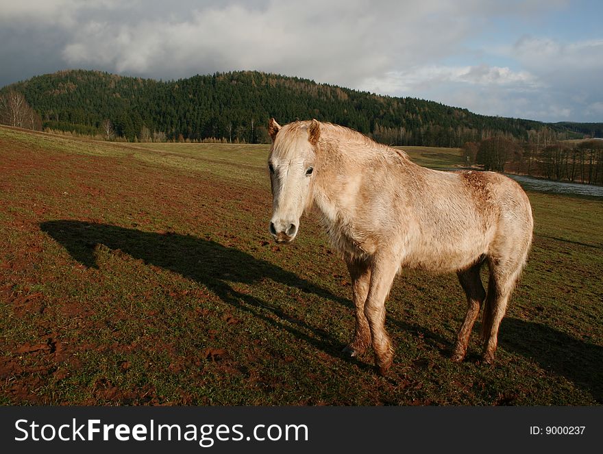 Horse with shadow