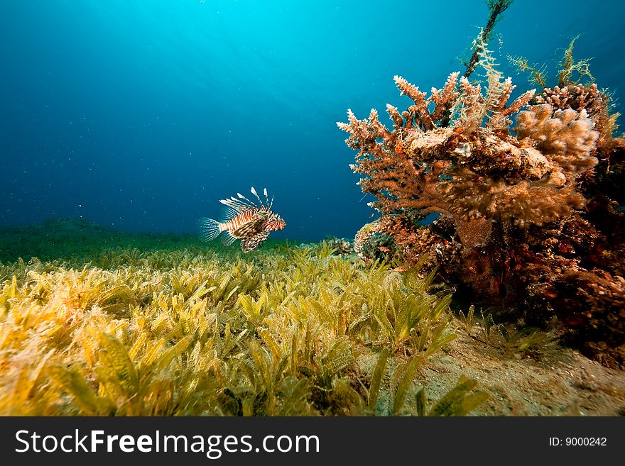 Coral, ocean and lionfish