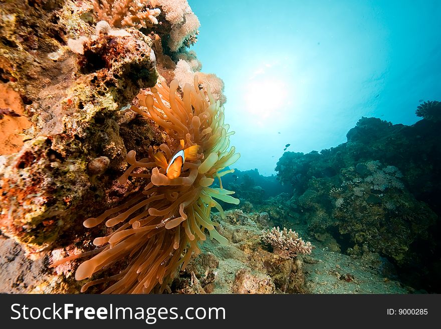 Anemonefish (amphiprion bicinctus) and bubble anemone (entacmaea qudricolor) taken in the red sea. Anemonefish (amphiprion bicinctus) and bubble anemone (entacmaea qudricolor) taken in the red sea.