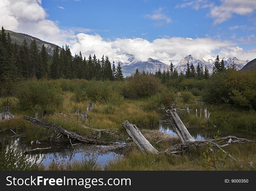 Bog In Mountains And Snags