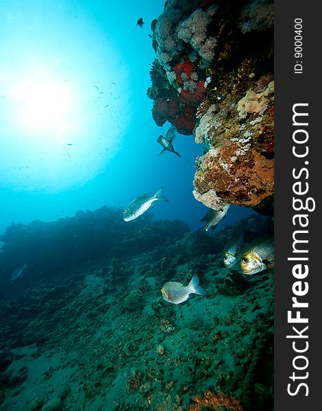 Coral, sun, ocean and fish taken in the red sea.