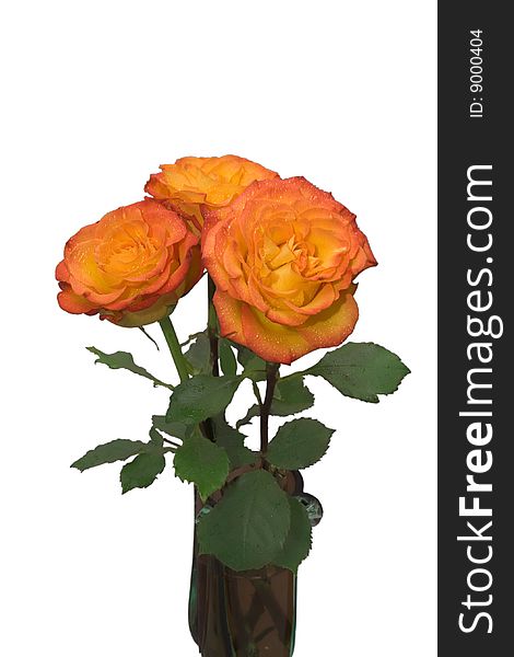 Orange rose bouquet with green leafs isolated. Orange rose bouquet with green leafs isolated