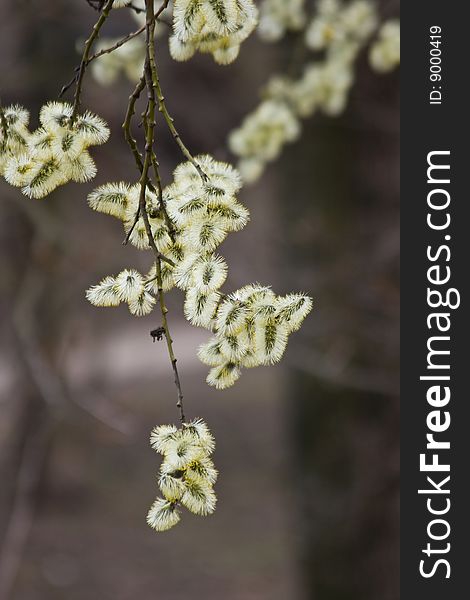 Fluffy flowers of a willow on a branch