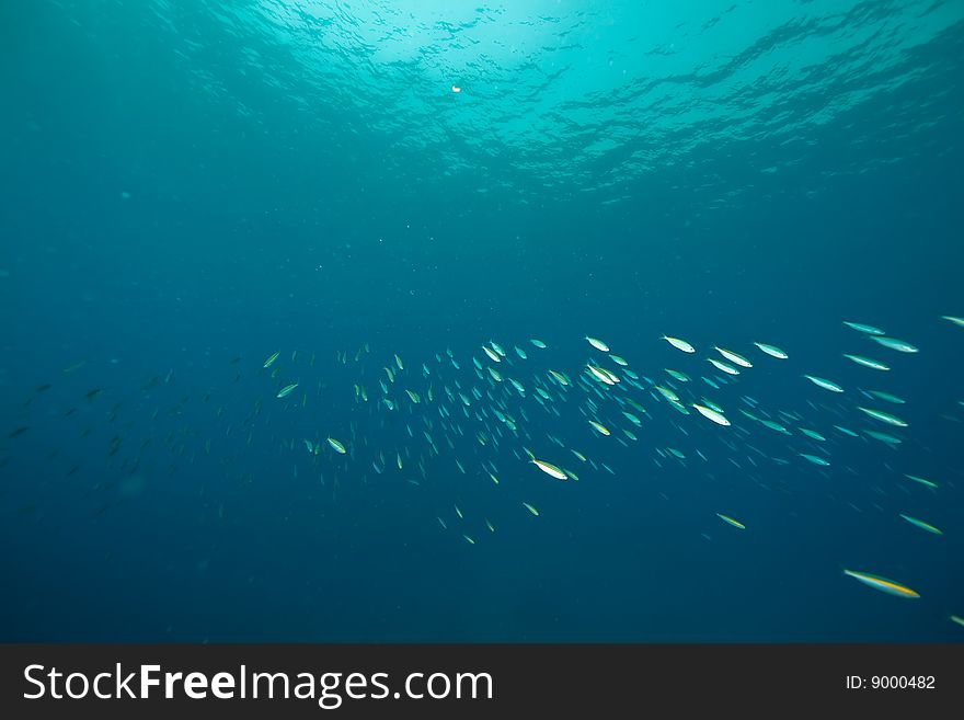 Ocean and fish taken in the red sea.