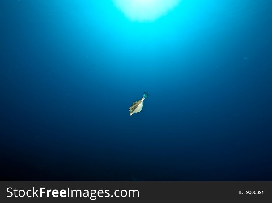 Boxfish, sun and ocean taken in the red sea.