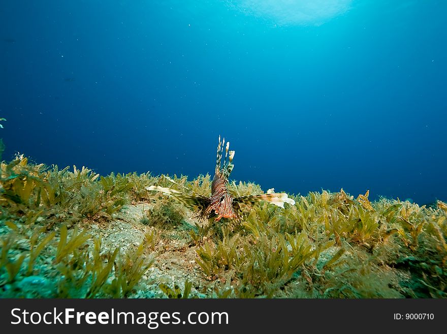 Lionfish And Seagrass