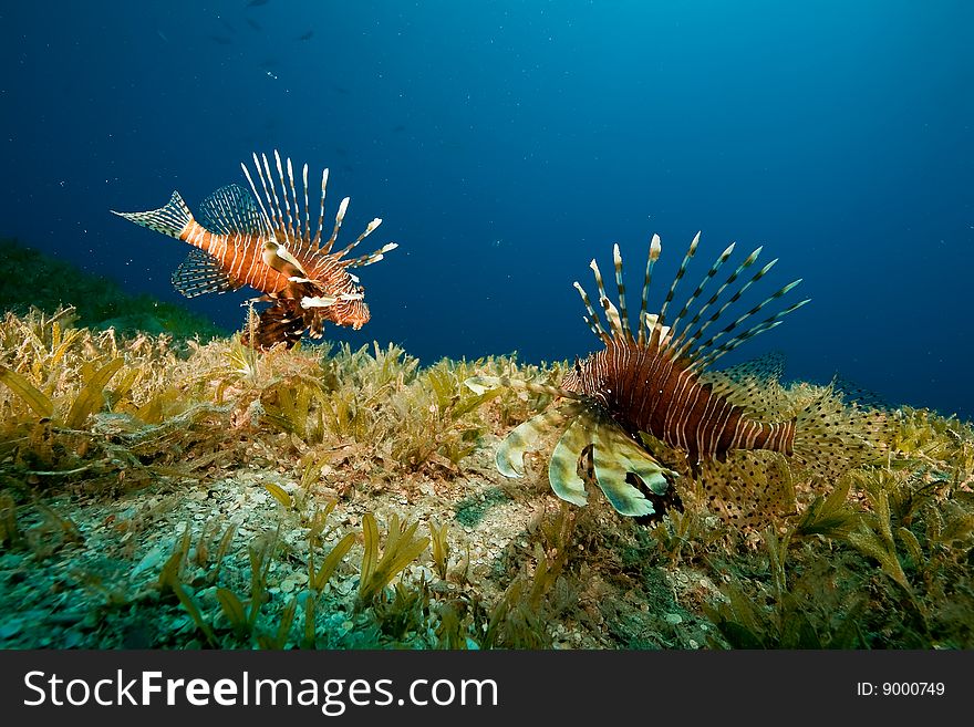 Lionfish and seagrass