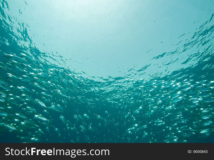 Striped mackerel (rastrelliger kanagurta) taken in the red sea.