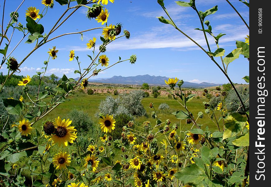 View With Sunflowers