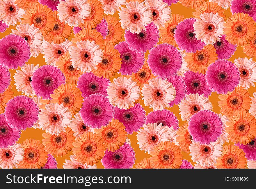 Background of colored beautiful gerberas