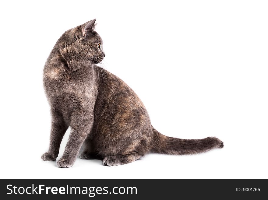 Portrait of a British Shorthaired Cat on a white background. Studio shot.