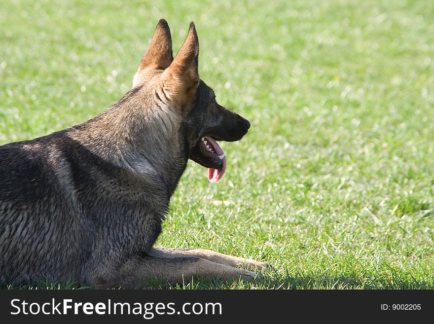 Portrait of dog against green grass background