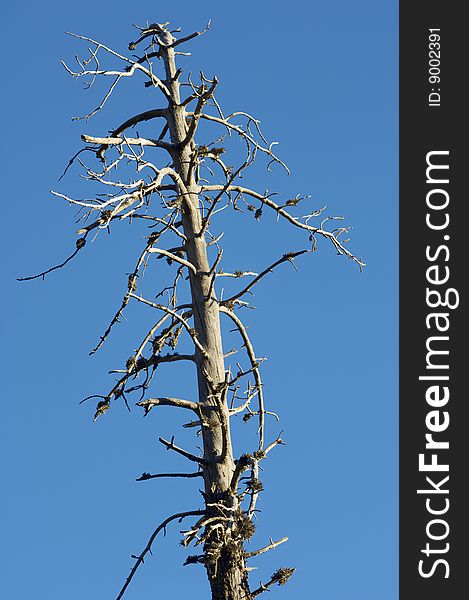 Trunk of dead tree and blue sky